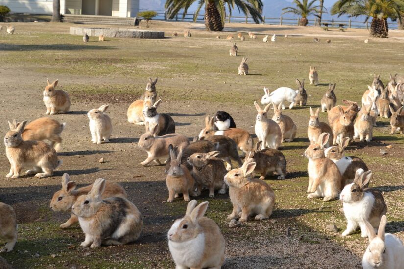 ウサギと遊ぼうリゾートアイランド大久野島