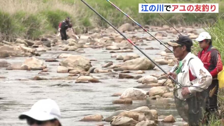 釣り人 お待ちかね！　広島･江の川でアユの友釣り