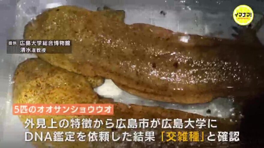 「このままでは日本のオオサンショウウオが消滅…」　“交雑種”　広島県内で初確認