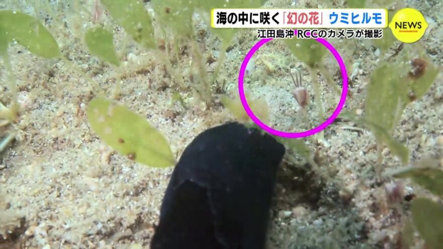 海の中に咲く「幻の花」ウミヒルモ　広島･江田島沖で撮影