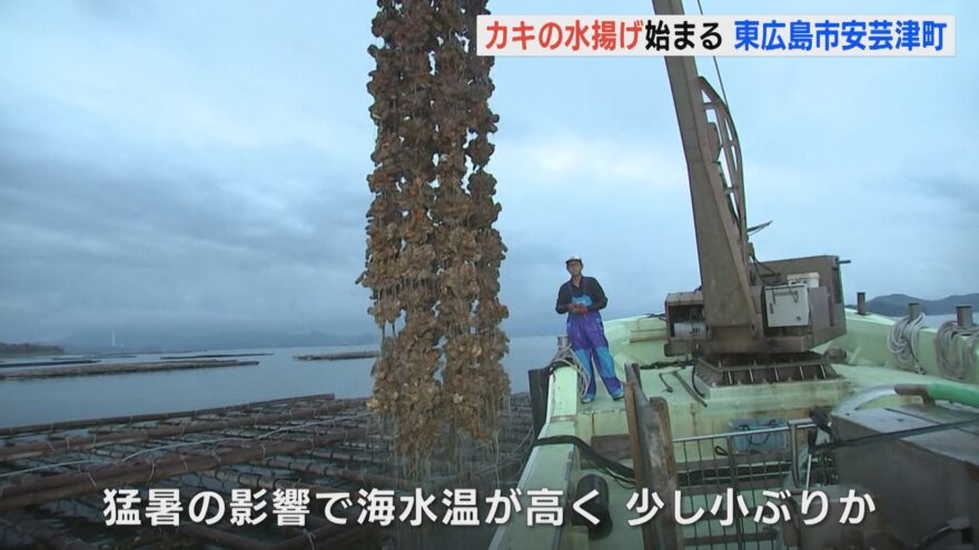 広島特産・カキの水揚げ始まる　猛暑の影響で海水温が高く今年は小ぶりか