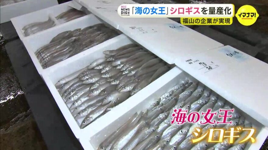“海の女王” シロギス　光り輝く魚を完全養殖で量産化　広島の企業が初めて実現　沖縄で育てたシロギスが全国へ