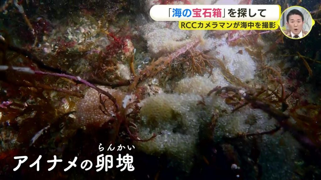 海と日本PROJECT in 広島