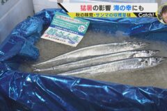 猛暑の影響 海の幸にも🐟　秋の味覚 サンマの収穫量は…