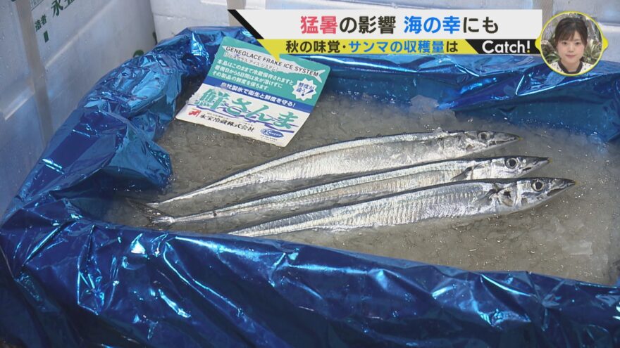 猛暑の影響 海の幸にも🐟　秋の味覚 サンマの収穫量は…