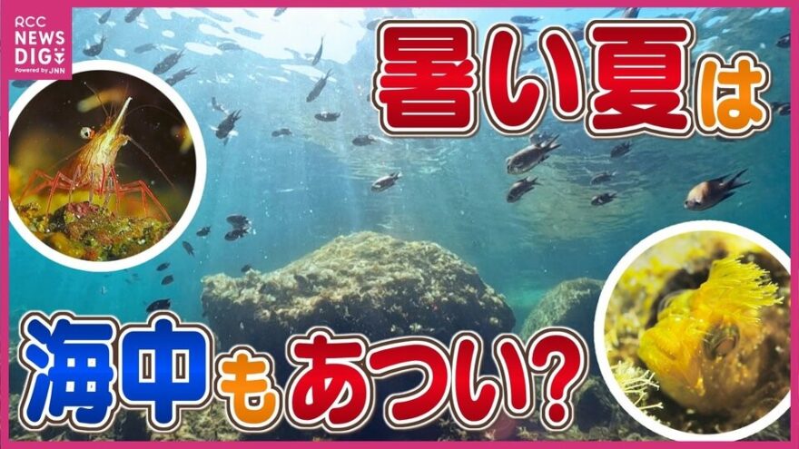 記録的な猛暑🥵 瀬戸内海の中はどうなった❓　海の環境に変化は🐟🦑