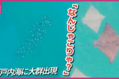 なんじゃこりゃ❗❓撮影者も驚いたエイの大群　広島県沖の瀬戸内海でドローンがとらえる