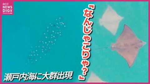 なんじゃこりゃ❗❓撮影者も驚いたエイの大群　広島県沖の瀬戸内海でドローンがとらえる