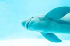 下関観光で外せない❗光と海の映える水族館「海響館」見どころガイド🐬🐡🐧