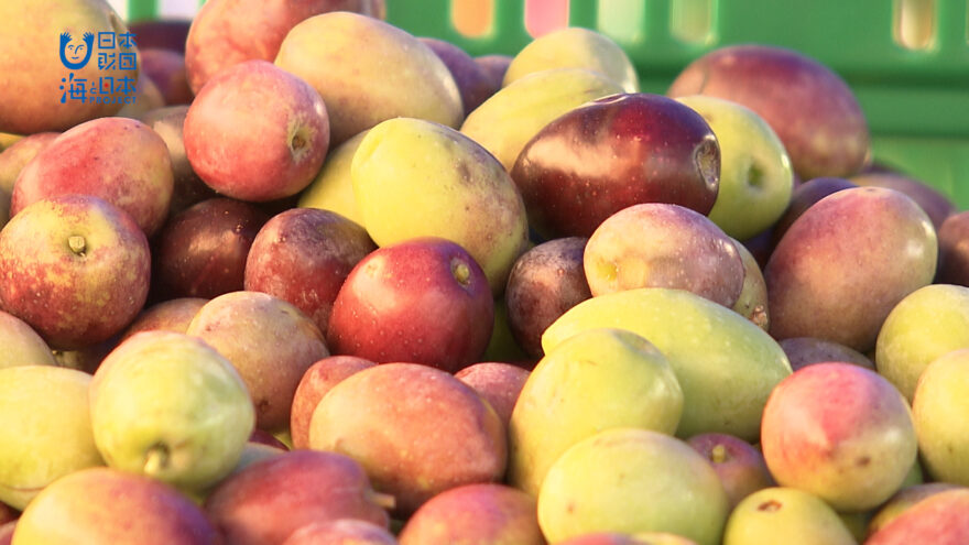 過去最高の豊作！江田島の新名産オリーブ🌿🫒